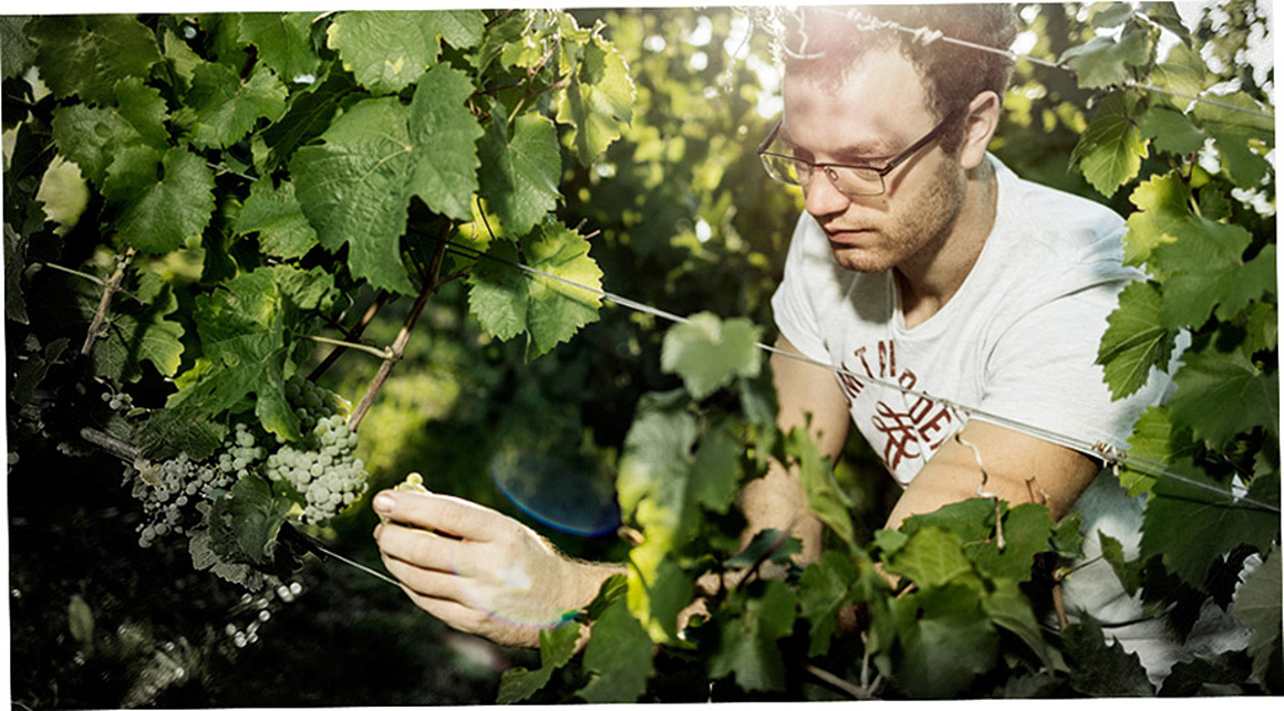 weingut-schenk-01